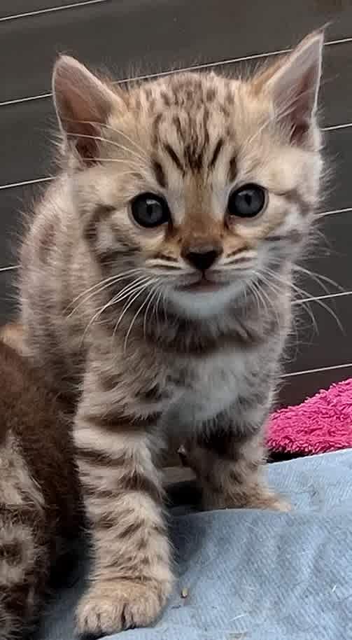 Gumtree fashion bengal kittens