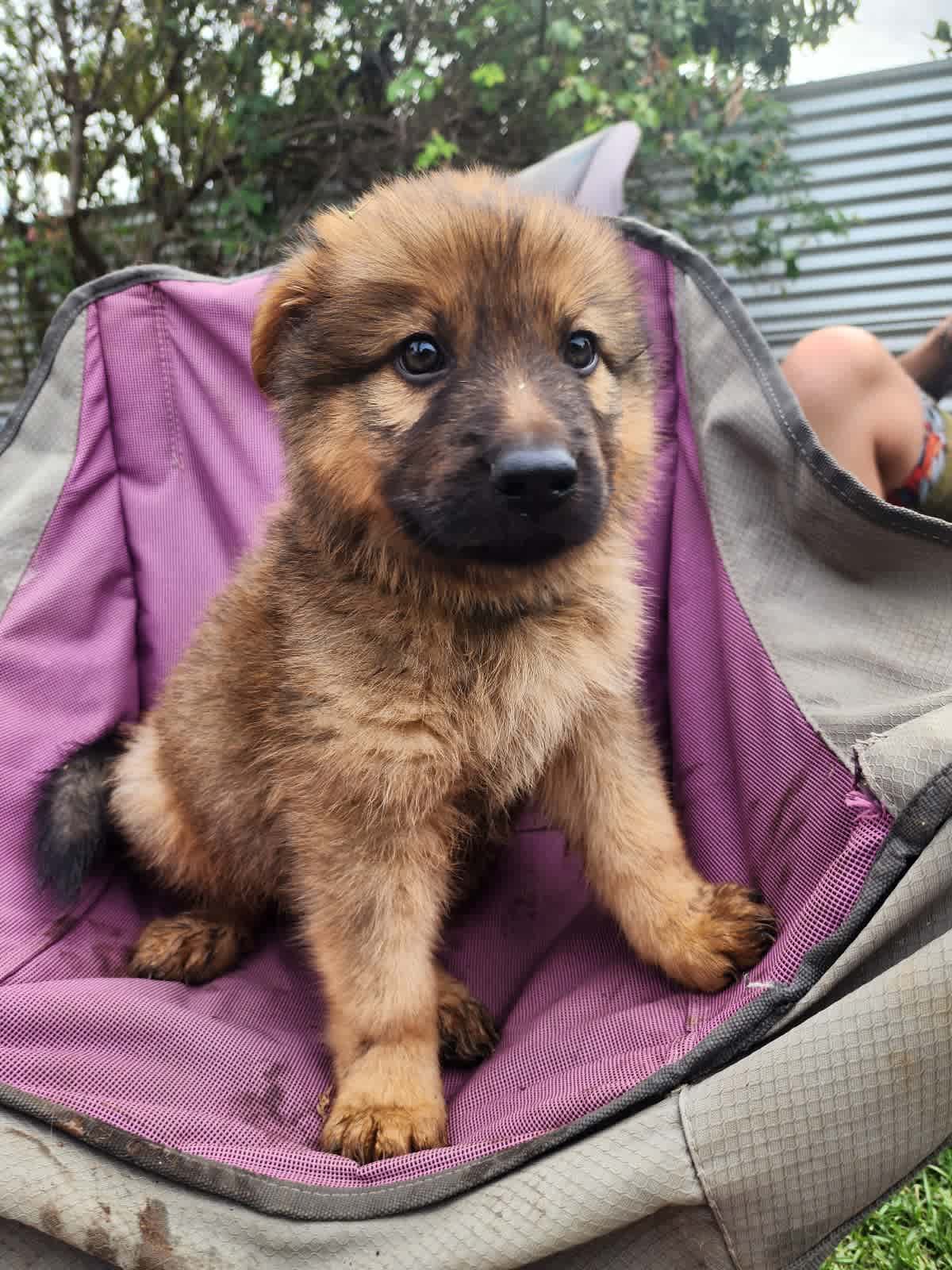 German shepherd puppies for sale sales on gumtree