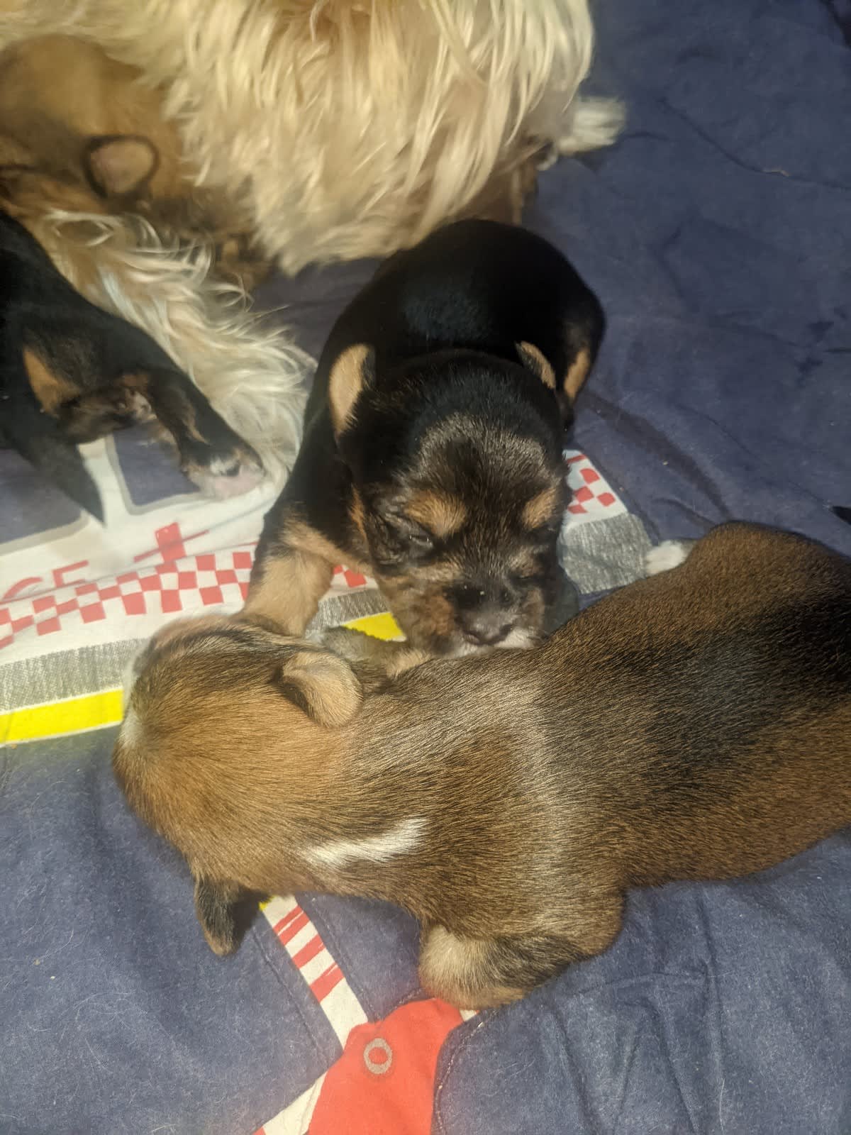 Papillon puppies hot sale for sale gumtree