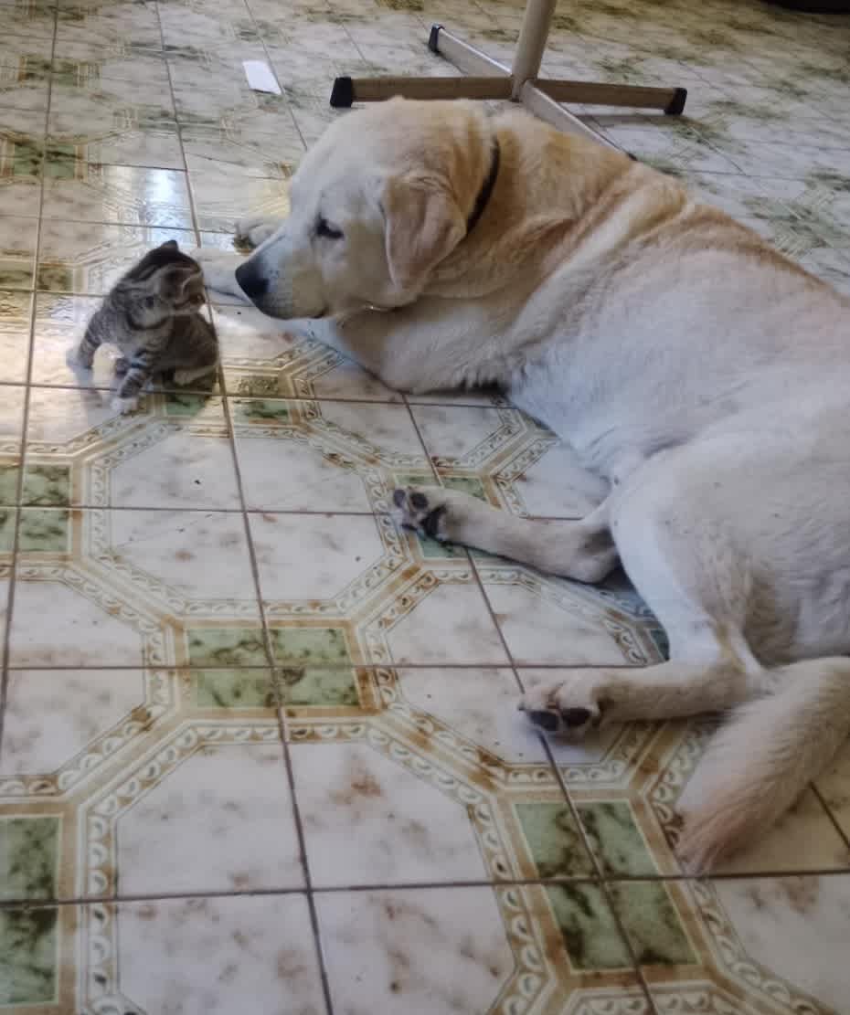 Labrador 2024 puppies gumtree