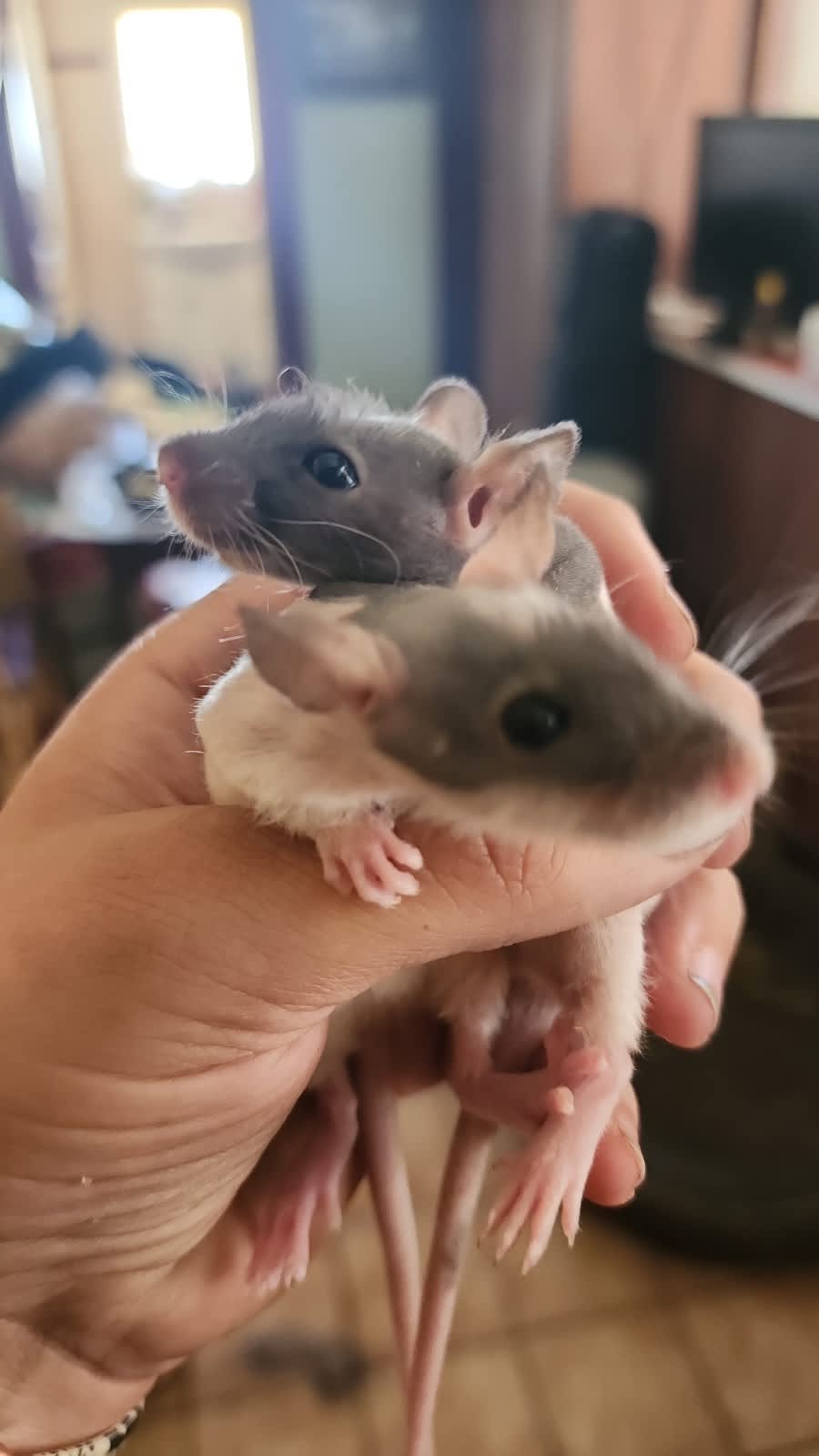 Gumtree clearance pet rats