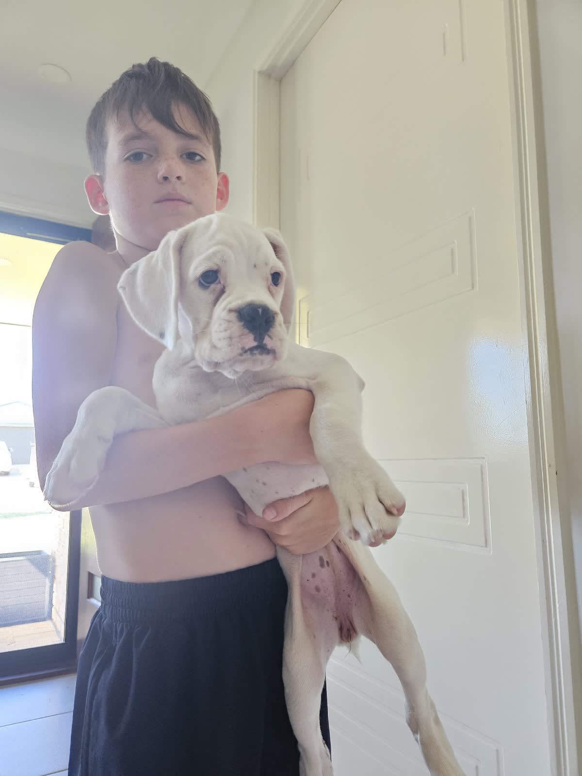 Boxer clearance puppies gumtree