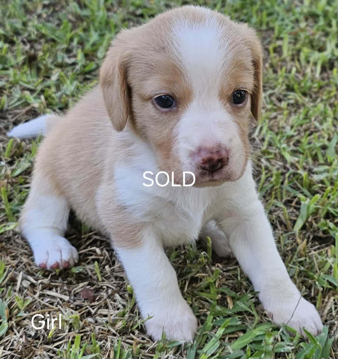 Gumtree beagle sale puppies for sale