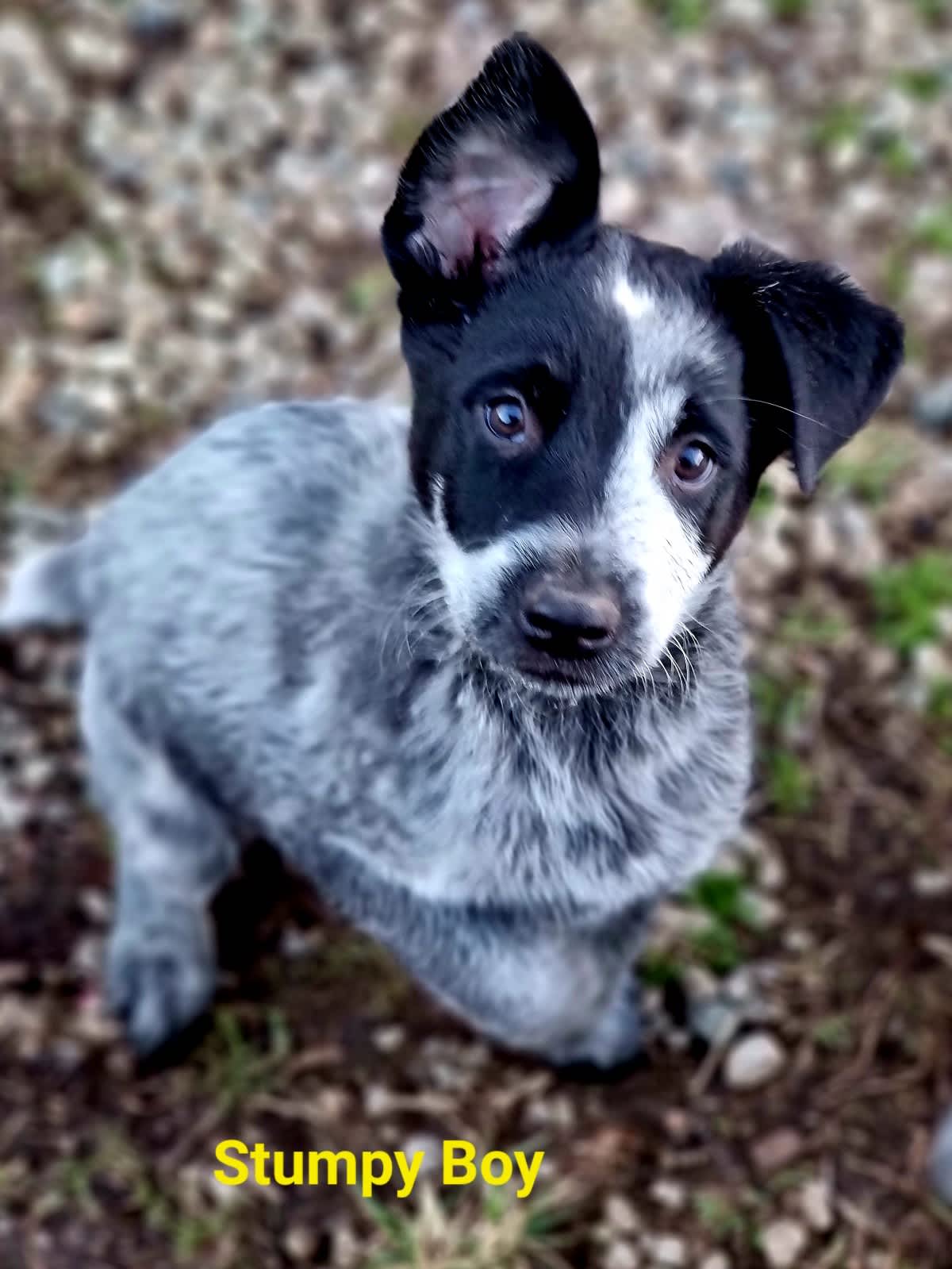 blue heeler collie mix