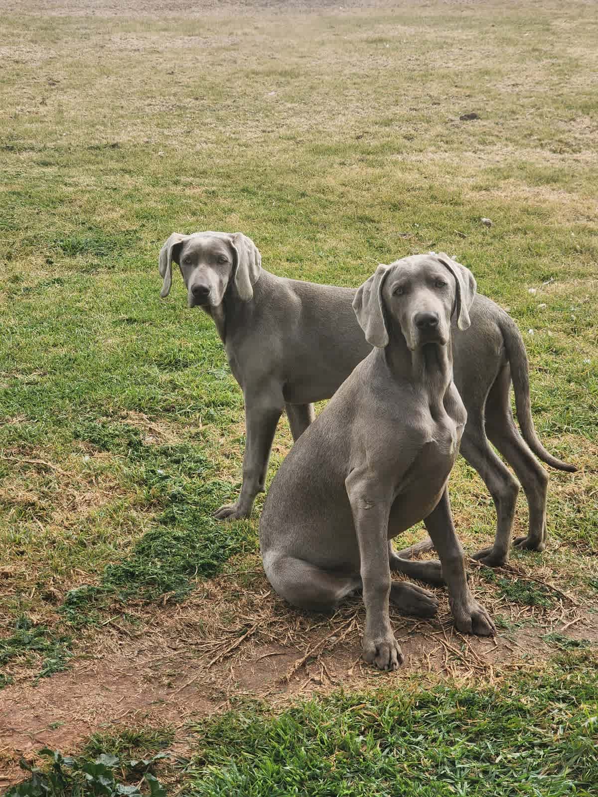 Weimaraner for shops gumtree