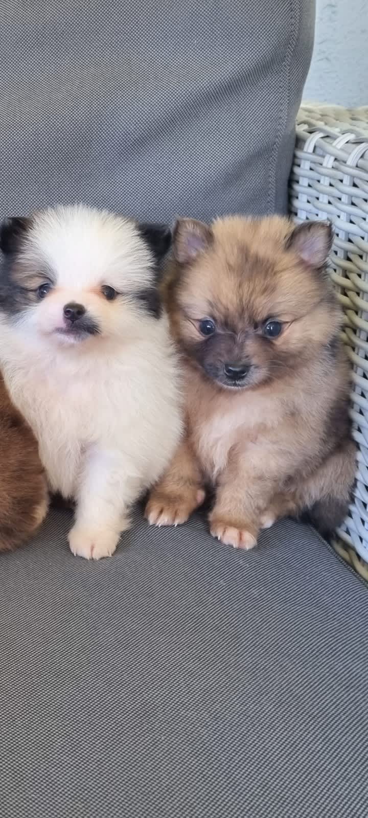 Pomeranian puppies for store sale trading post