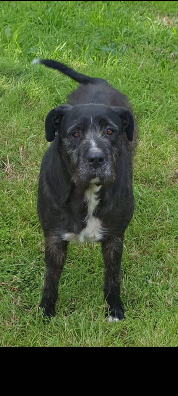 Irish wolfhound sales x bull mastiff