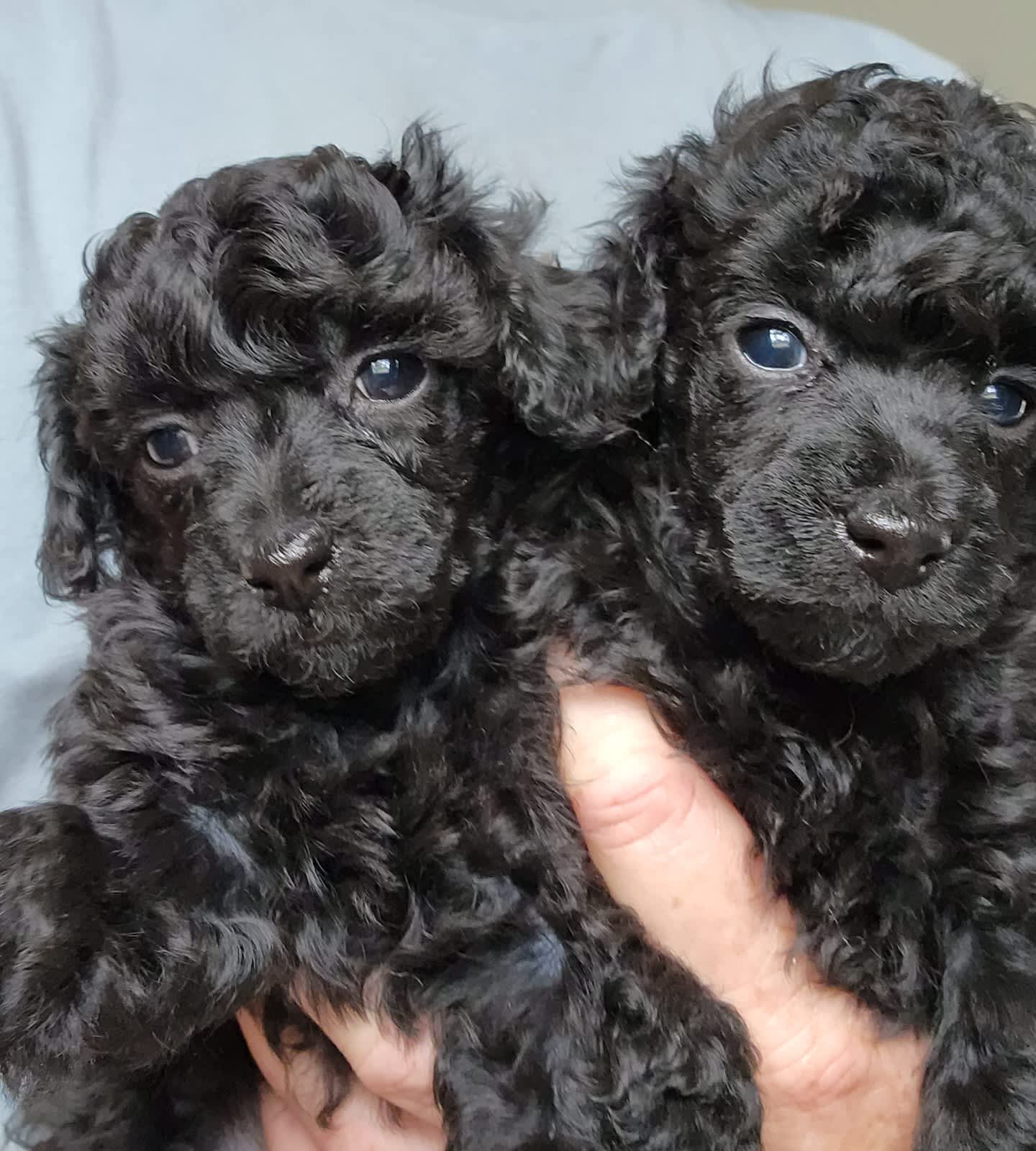 Gumtree poodle puppies for hot sale sale