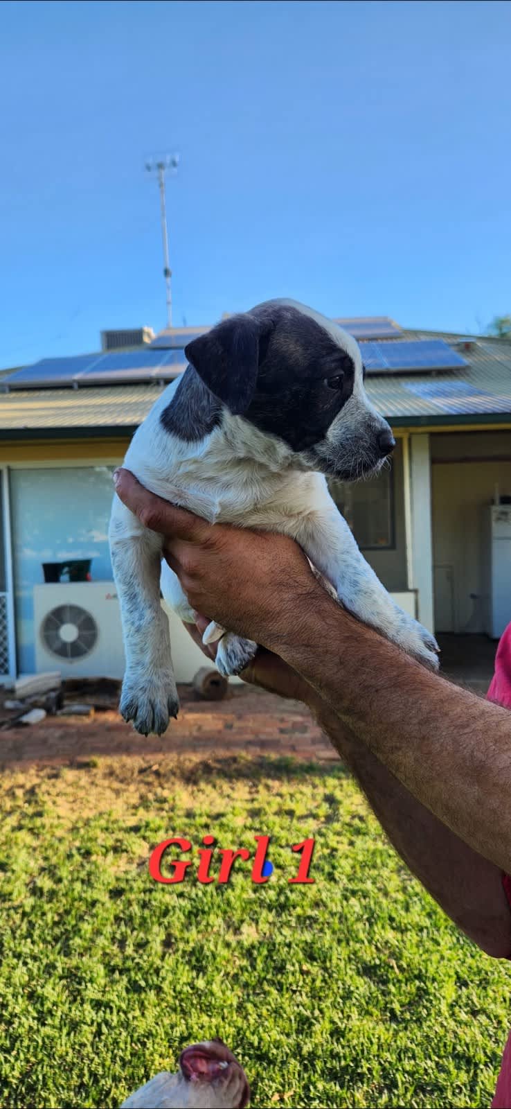 Basset hound puppies for best sale sale gumtree