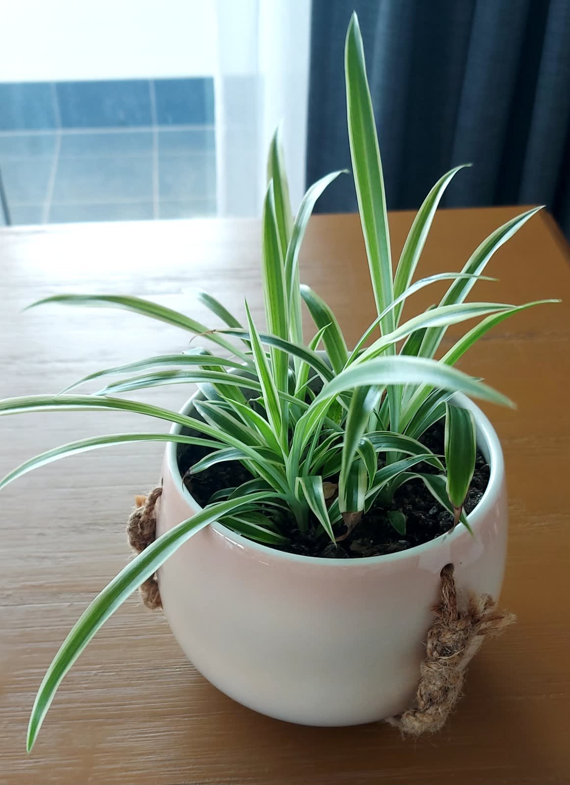 Spider Plant Chlorophytum Variegatum, Established plant approx. 15cm length