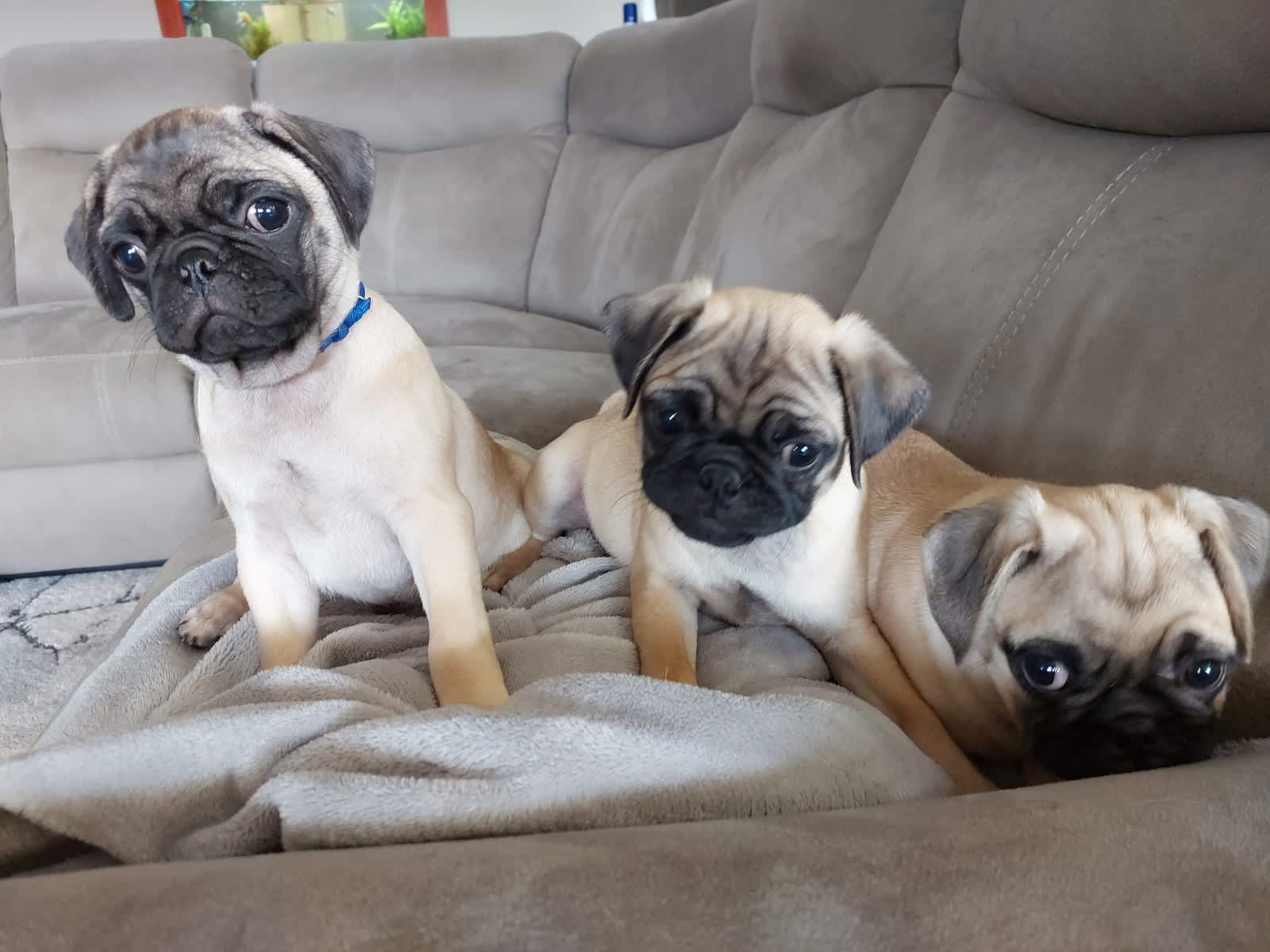 Buy a clearance pug near me