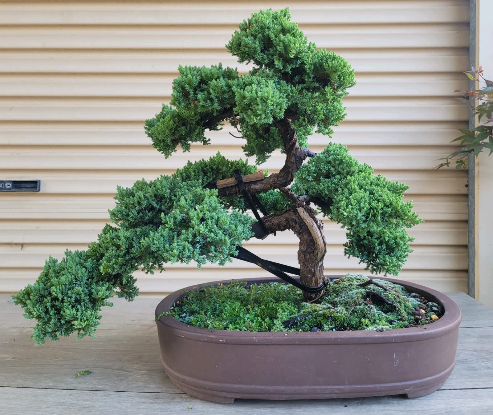 Prostrata Juniper Garden Bonsai Tree - 24 Inch Box