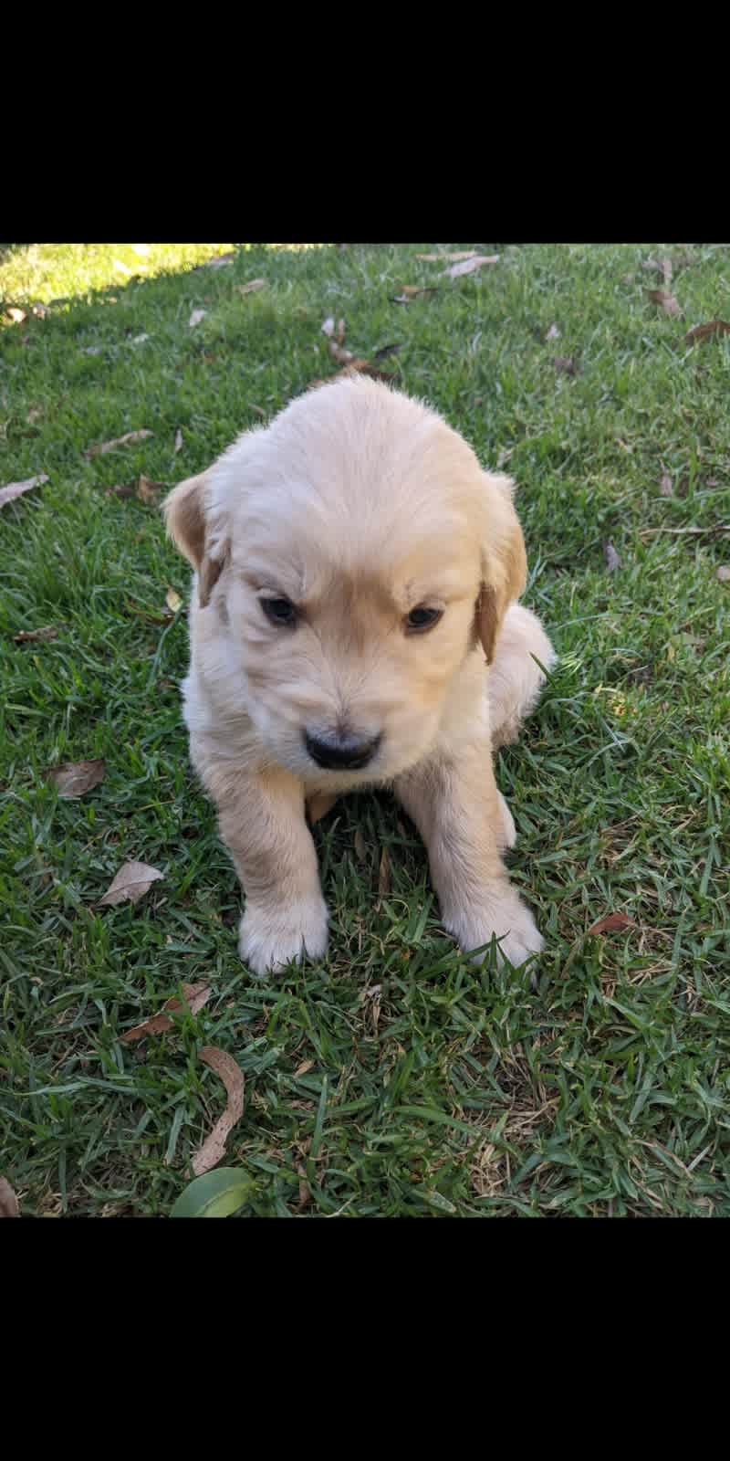 Gumtree golden hot sale retriever puppy