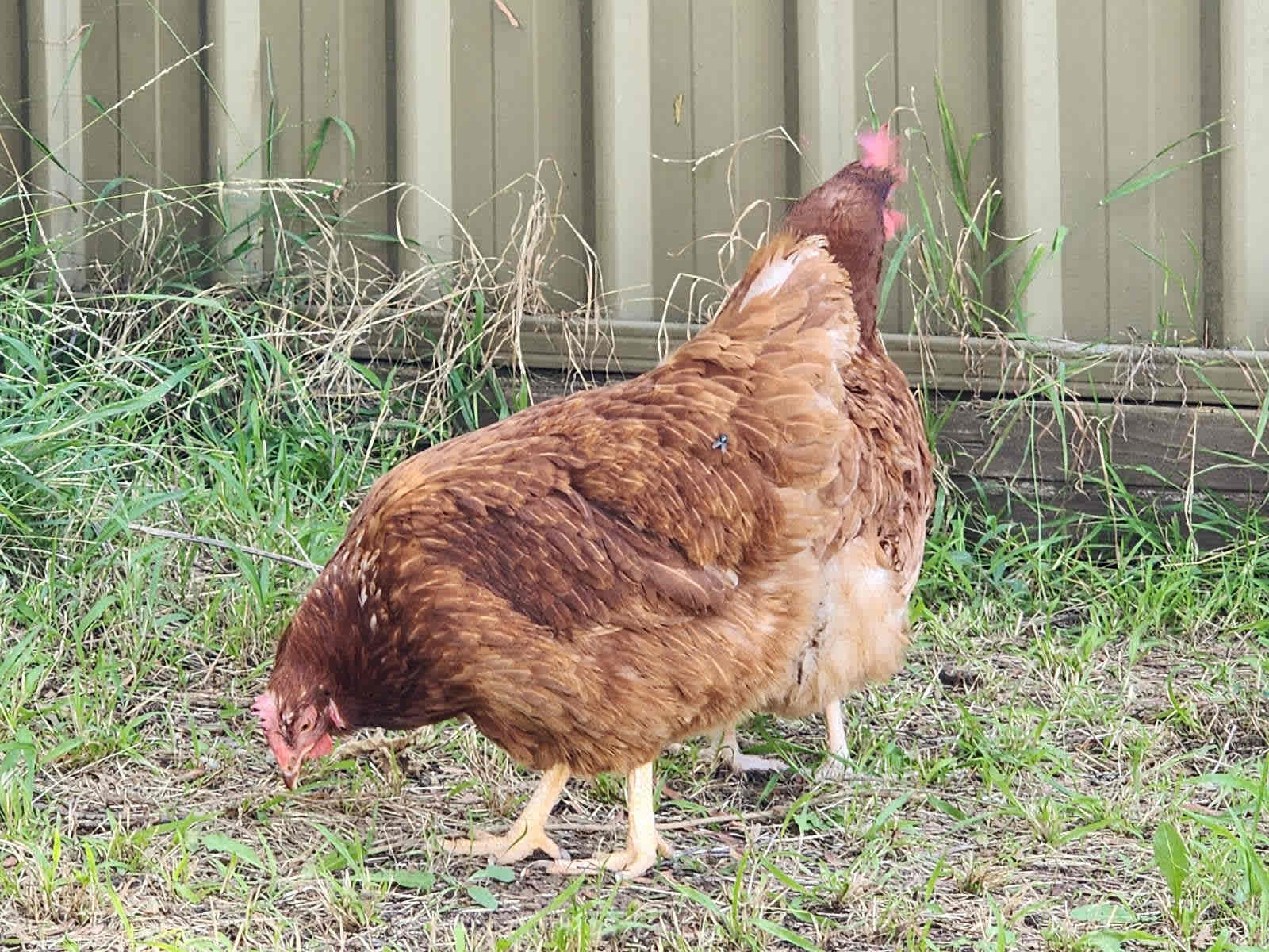 Blue partridge Brahma rooster, Livestock, Gumtree Australia Penrith Area  - Orchard Hills