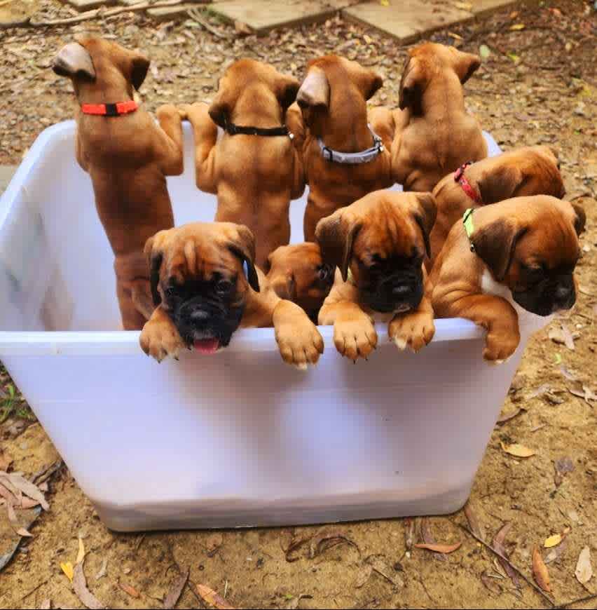 Boxer 2024 puppies gumtree