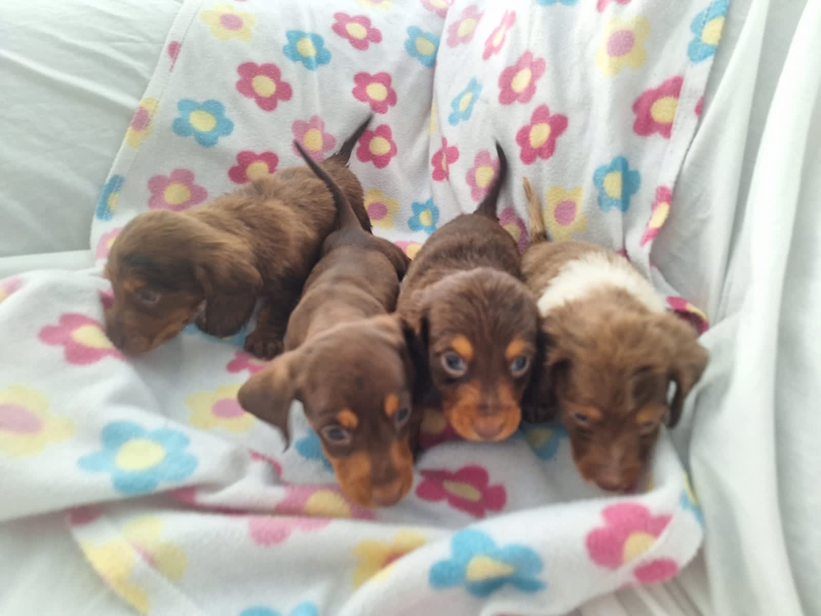 Dachshund long hotsell hair for sale