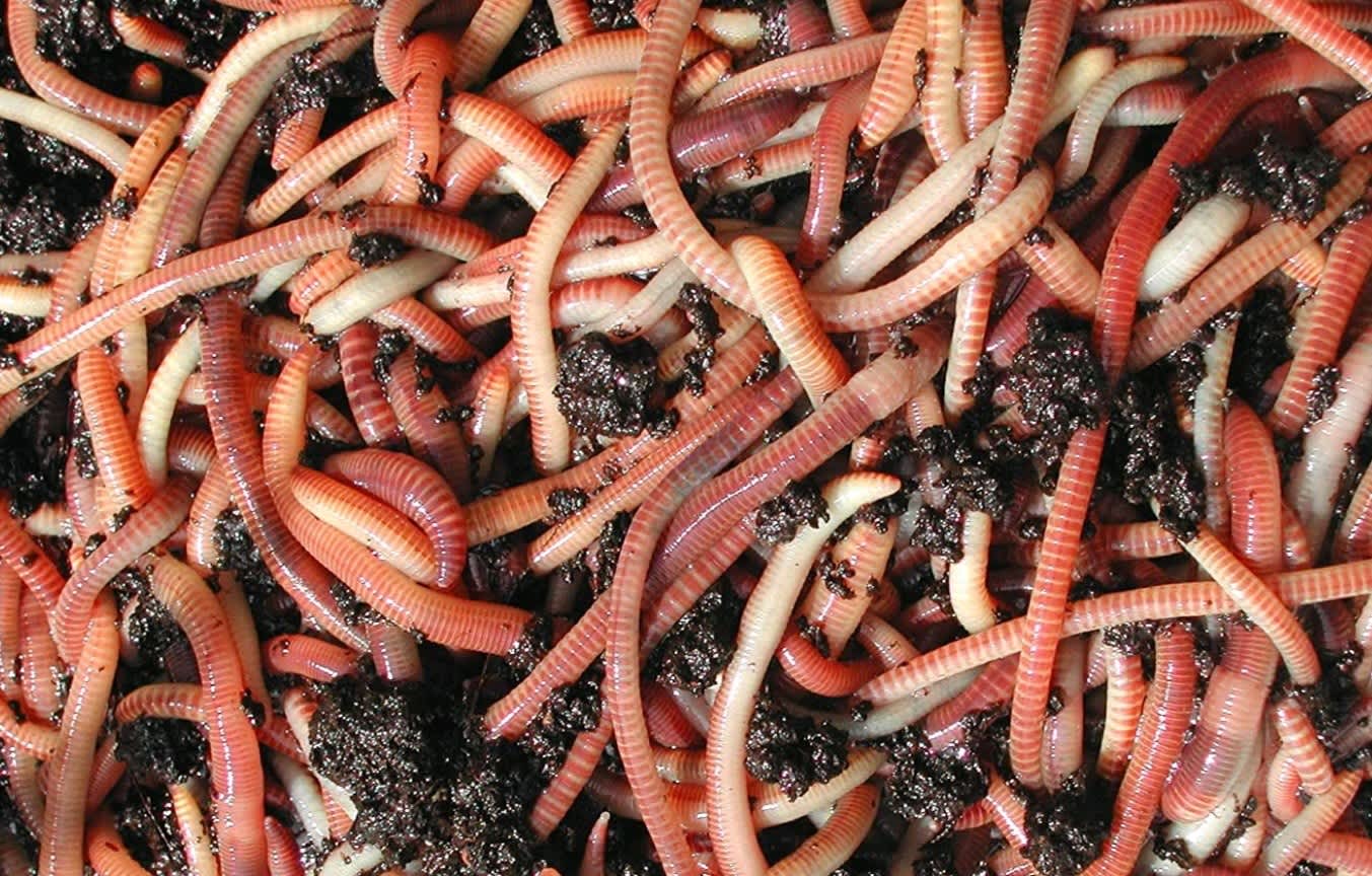 worms european  Gumtree Australia Free Local Classifieds
