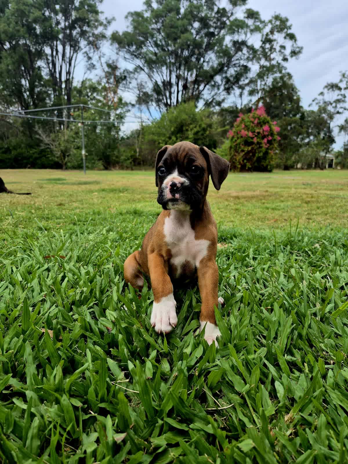 Female boxers for sale best sale