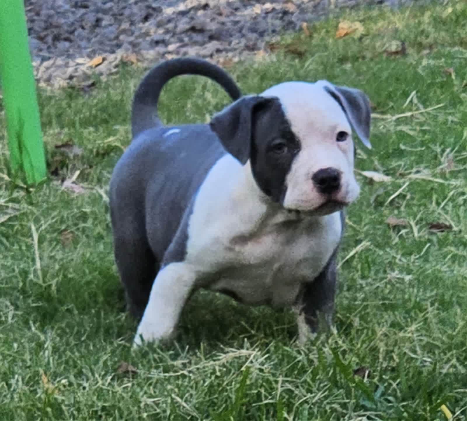 Gumtree sales american bully