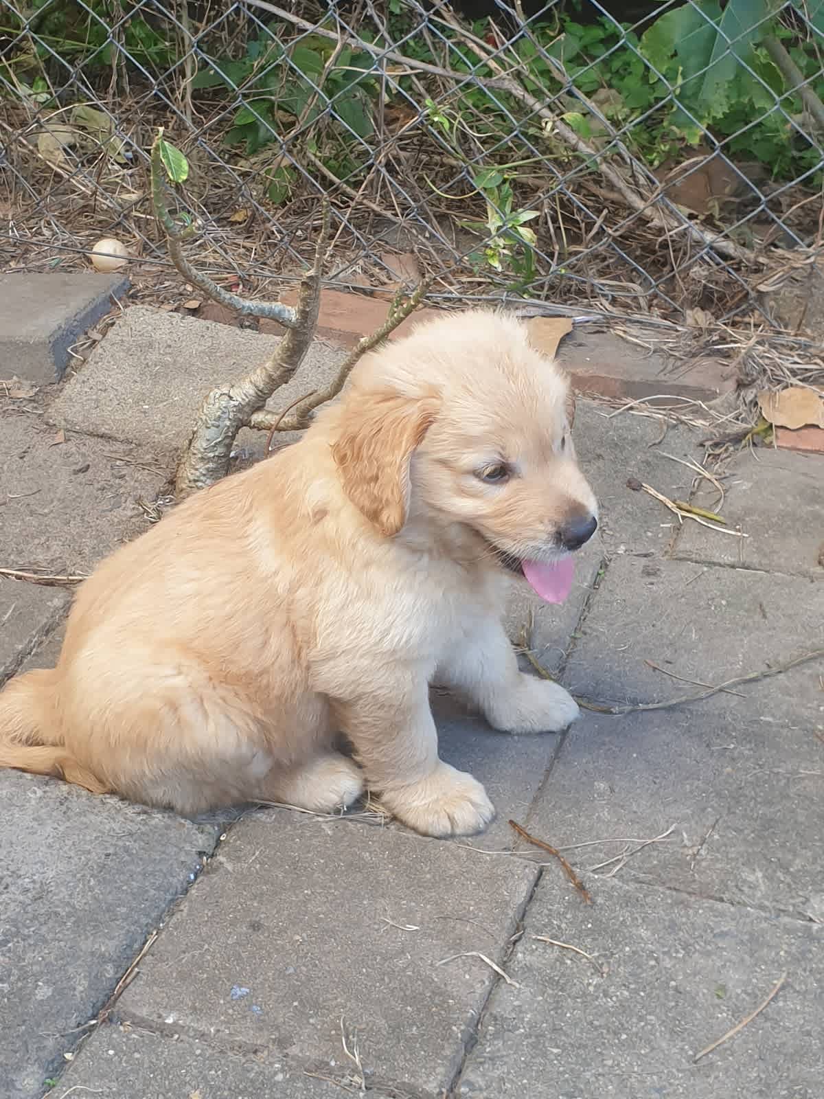 Labrador and golden retriever mix 2024 for sale