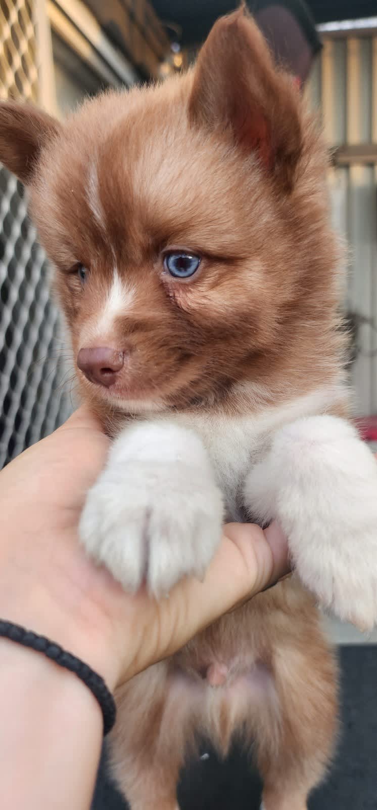 Pomsky puppies for sale hot sale gumtree