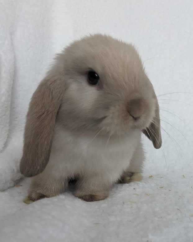 Baby store rabbits gumtree