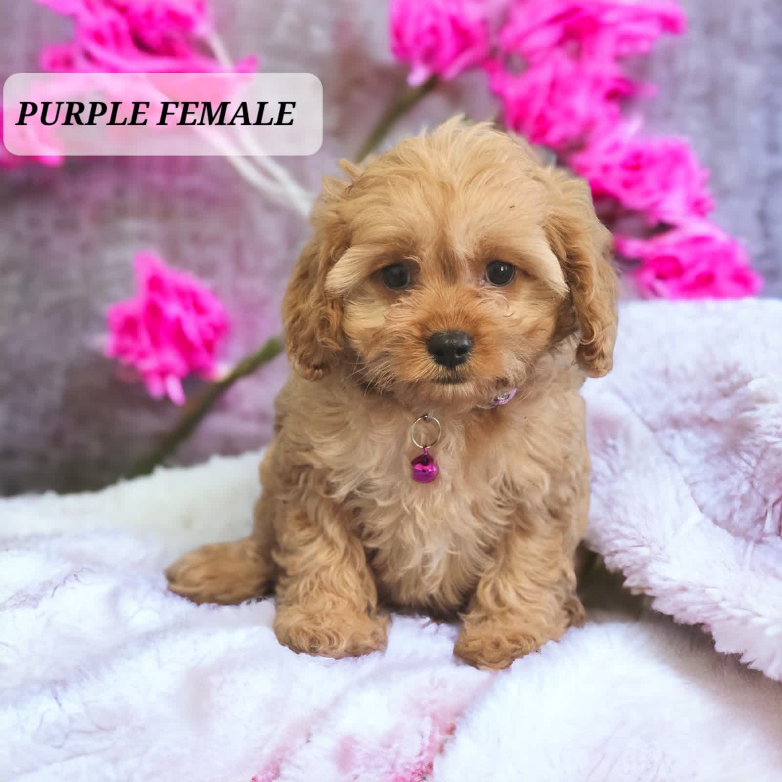 Gumtree sales cavoodle puppies