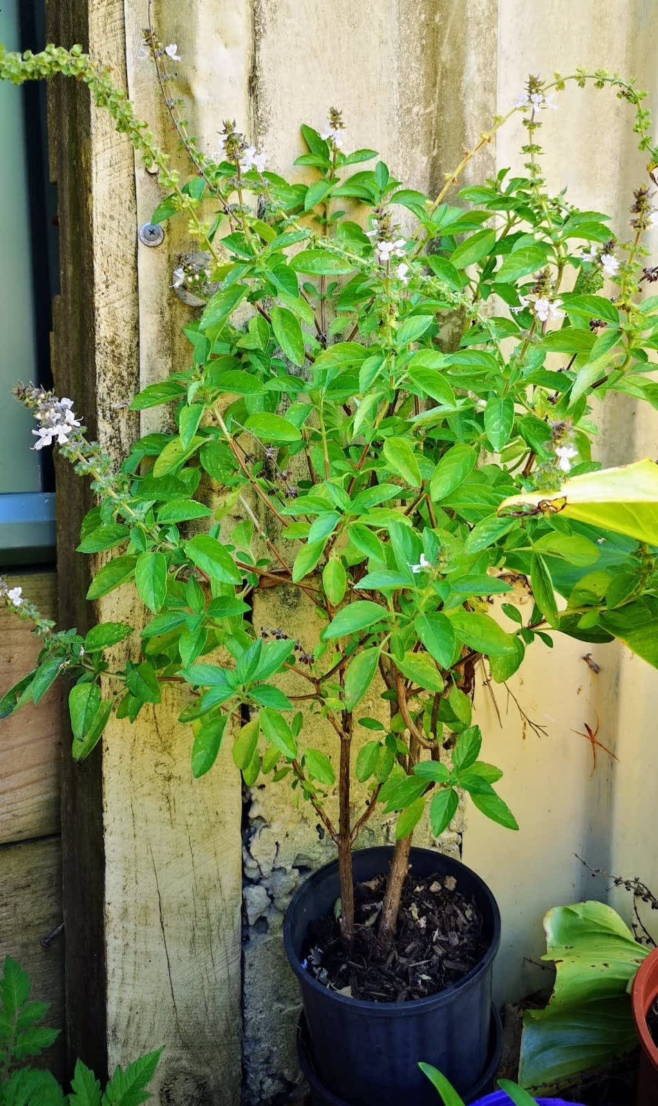 holy basil Plants Gumtree Australia Free Local Classifieds