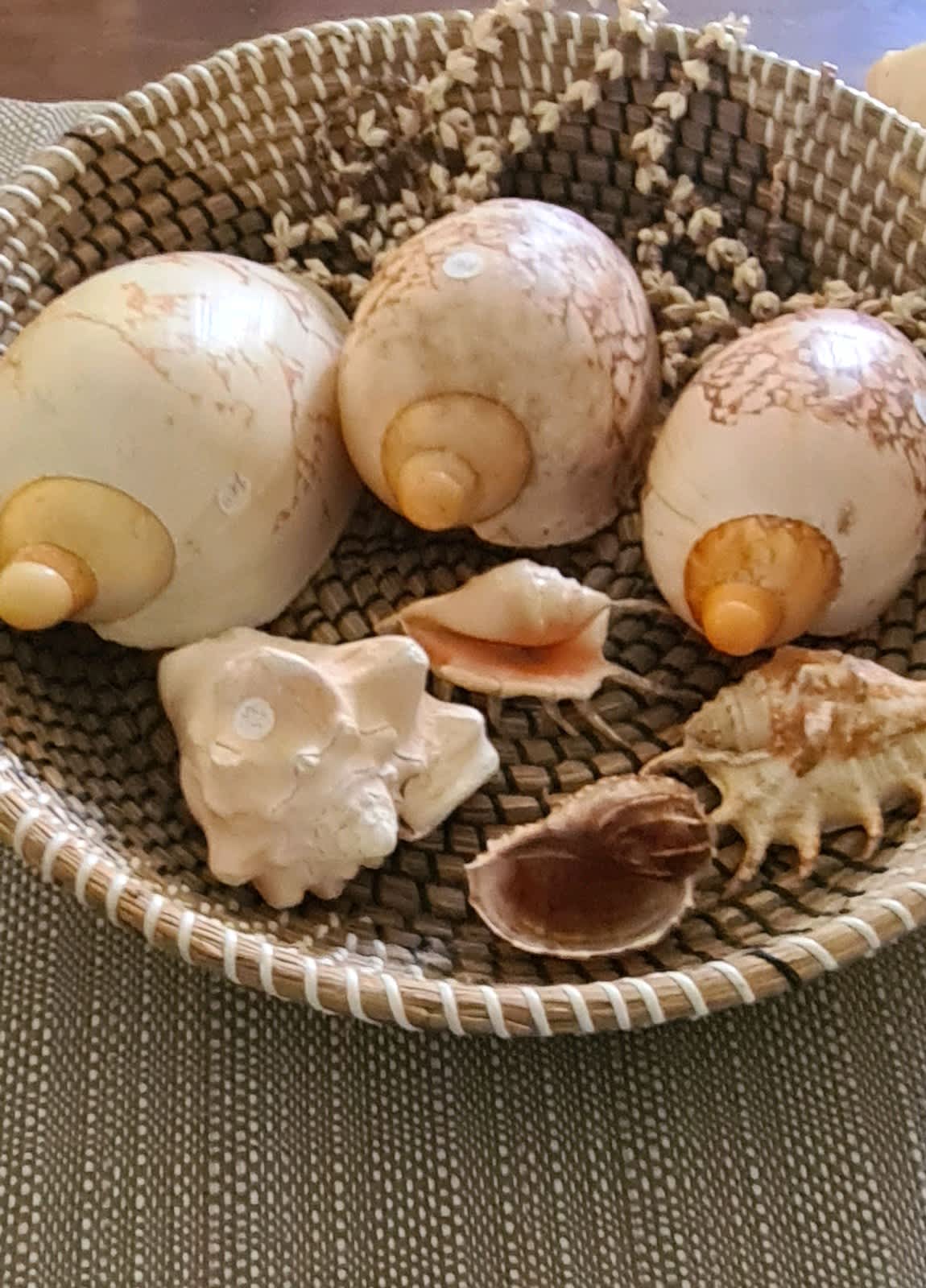 Sea shells for decoration STROMBUS AURISDIANAE