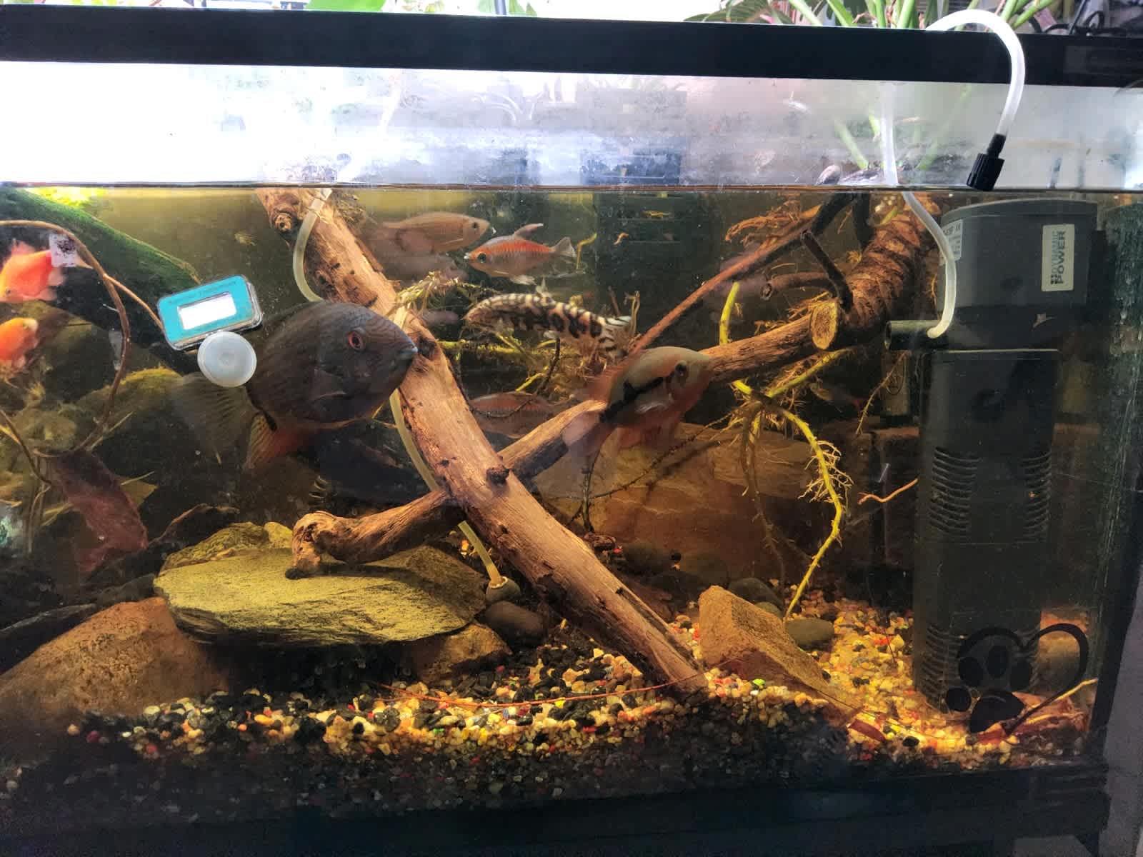 aquarium in Adelaide Region SA Pets Gumtree Australia Free