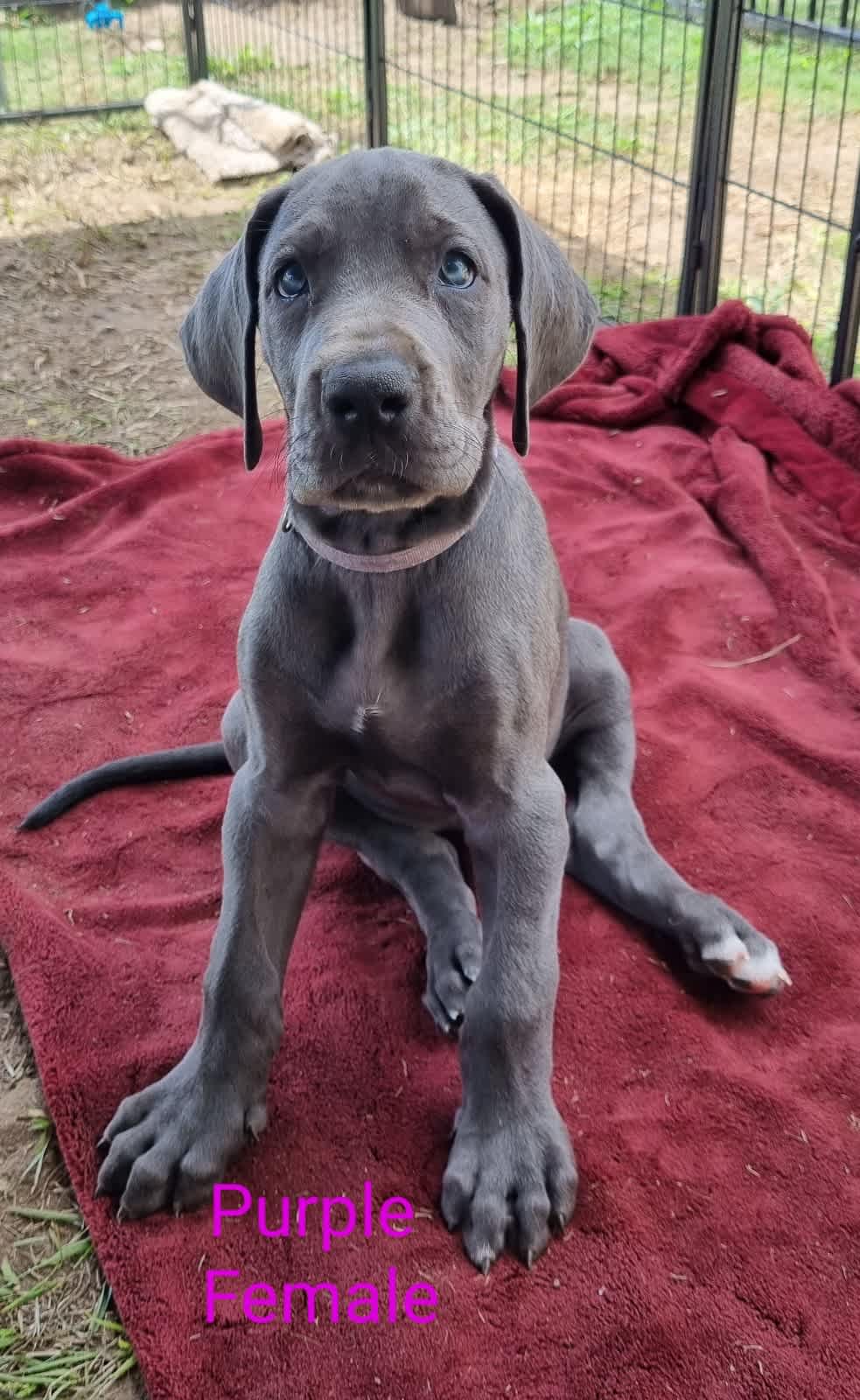 Great dane hot sale gumtree