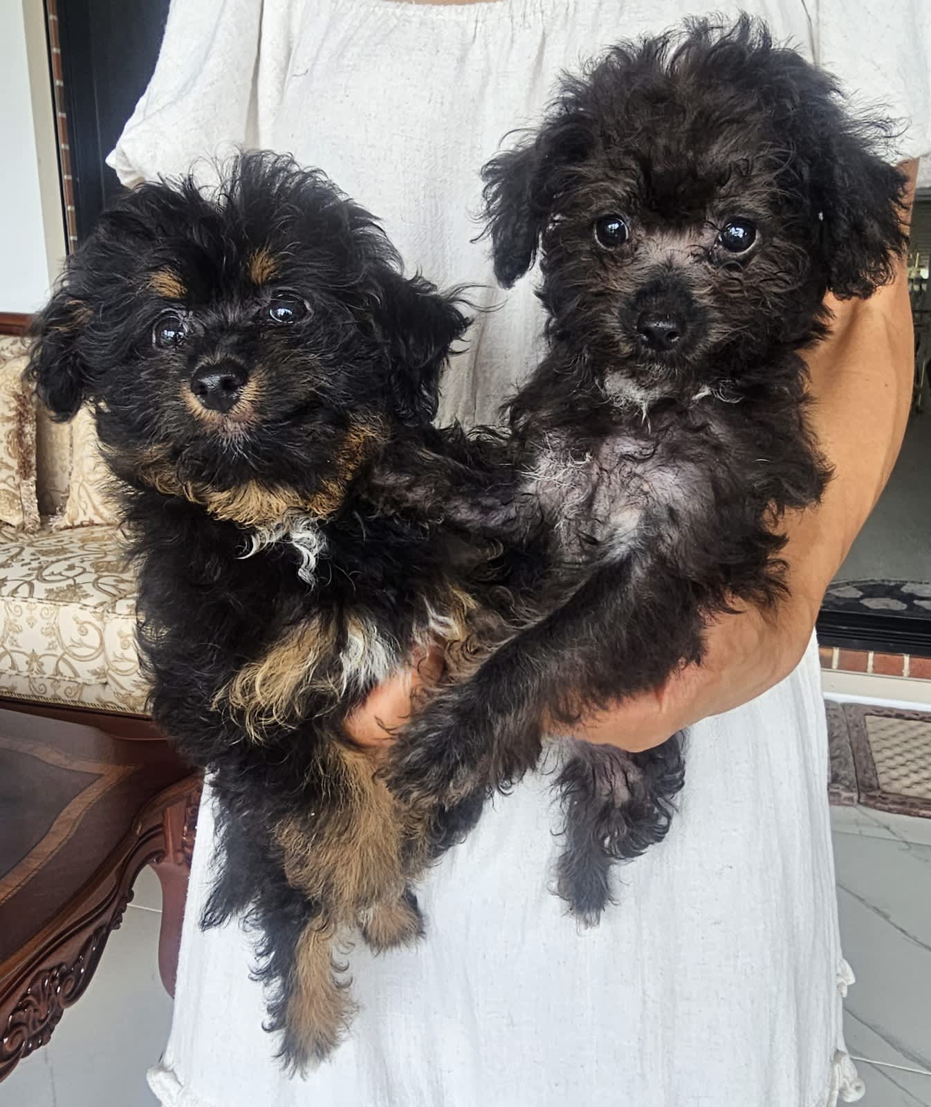 Chihuahua x best sale toy poodle