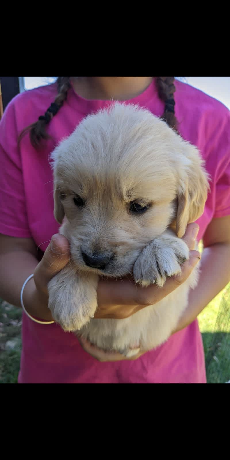 Gumtree store golden retriever