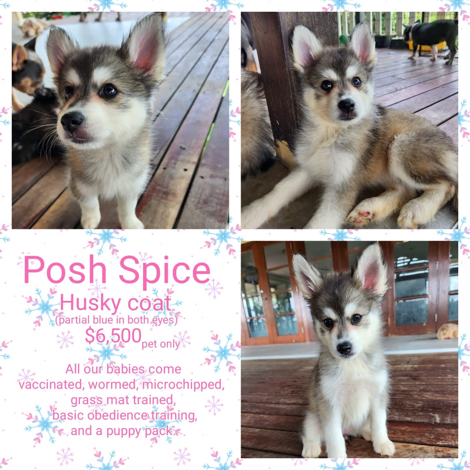 Pomsky gumtree cheap