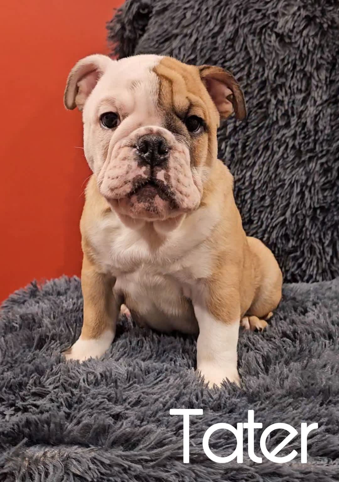 Gumtree store british bulldog