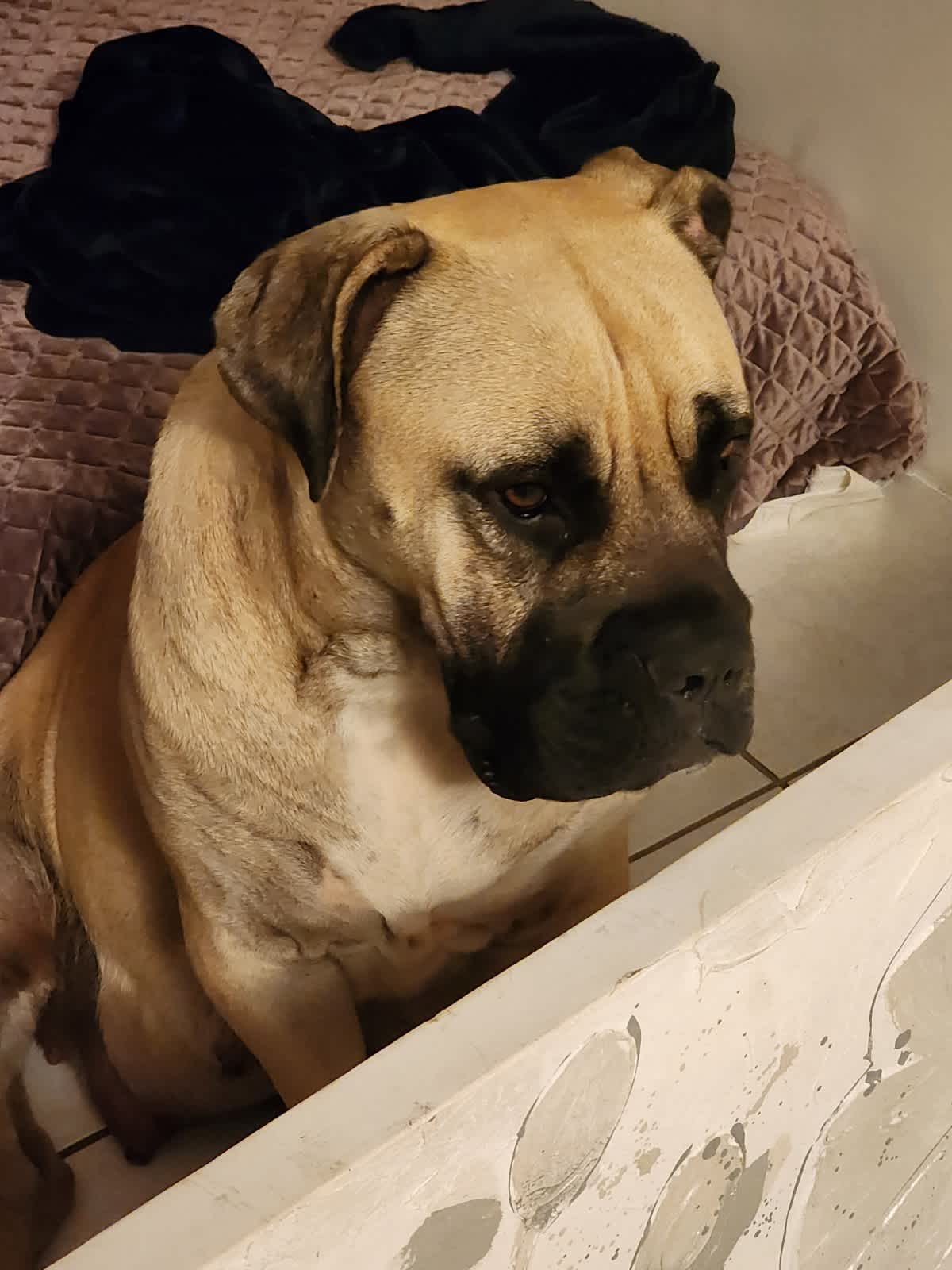 Boerboel puppies hot sale for sale gumtree