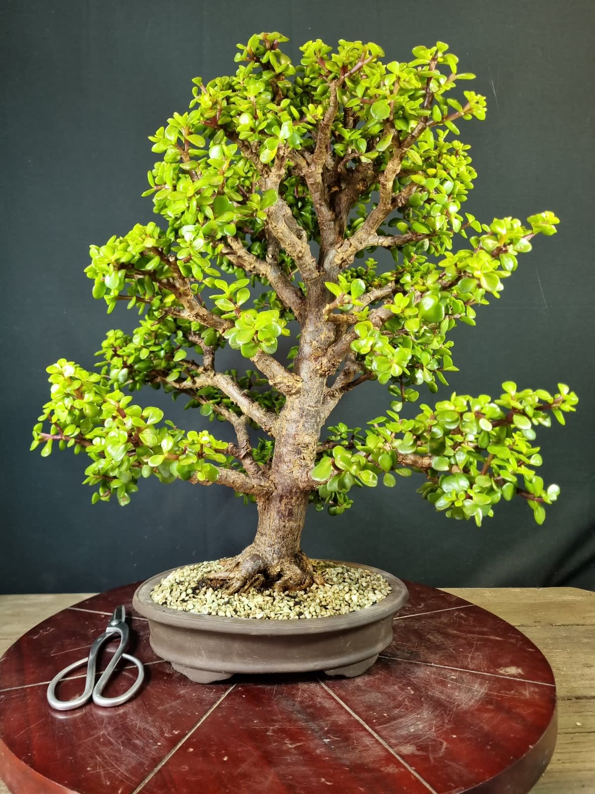 Crassula ovata Gollum. Old Bonsai tree. Pre-Bonsai Jade Plant. Succulent  plant