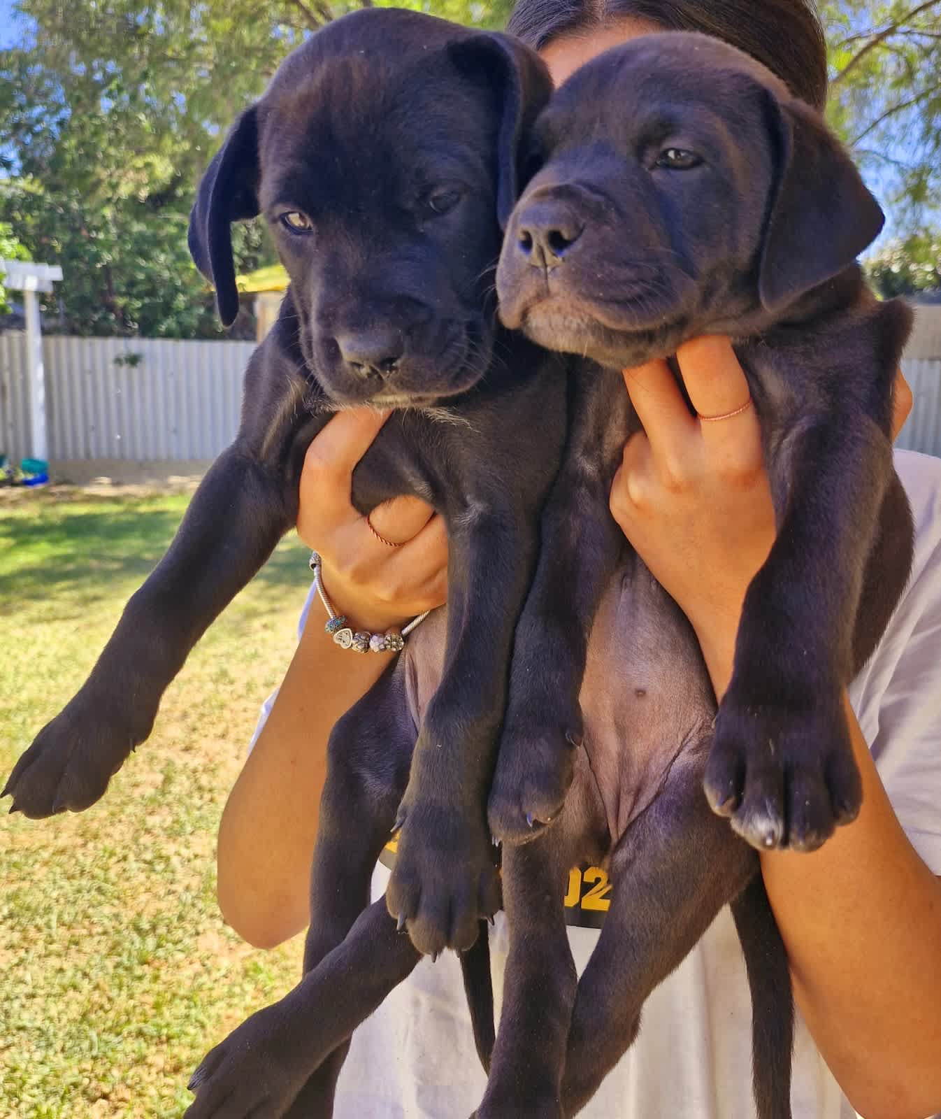 Gumtree 2024 mastiff puppies