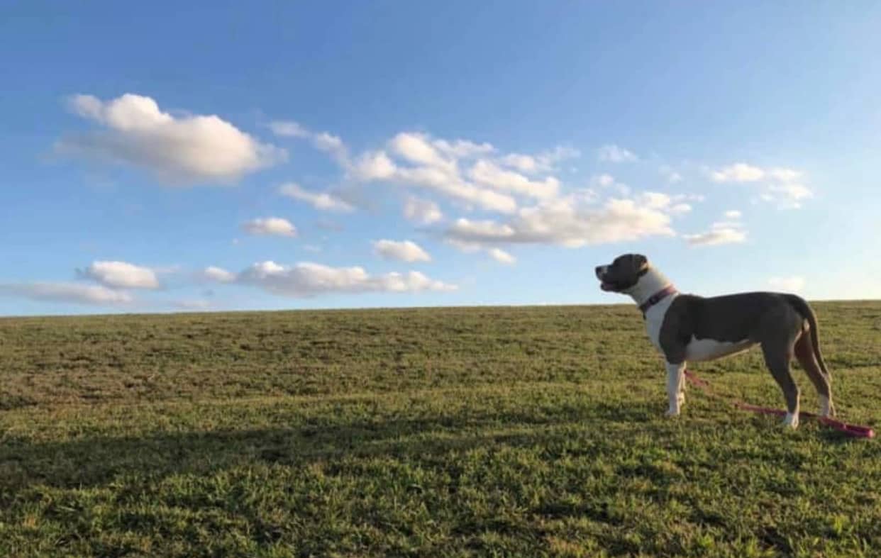 American pocket ￼bullies puppies ABKC registered ￼, Dogs & Puppies, Gumtree Australia Playford Area - Virginia