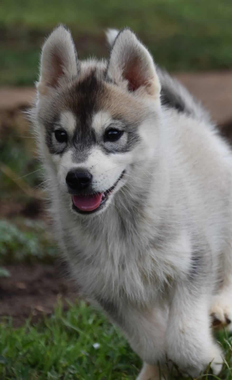 Alaskan klee kai store for sale gumtree