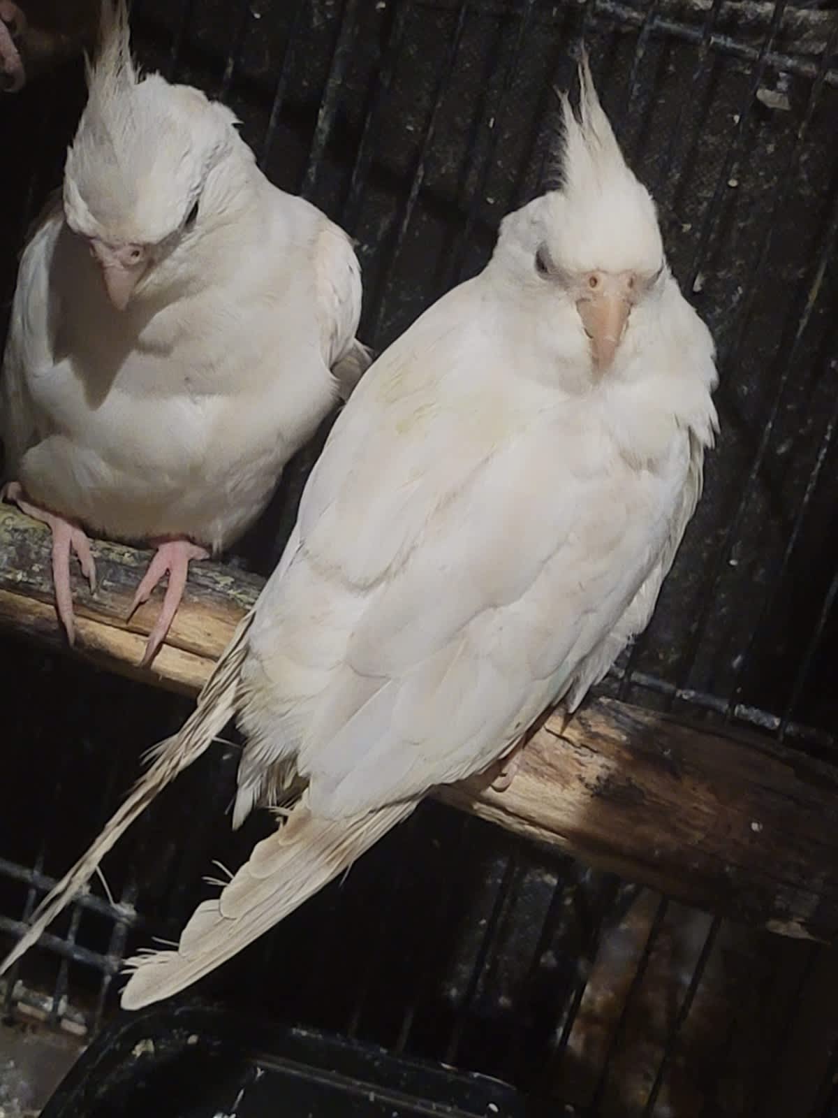 Cheap cockatiels for sale best sale near me