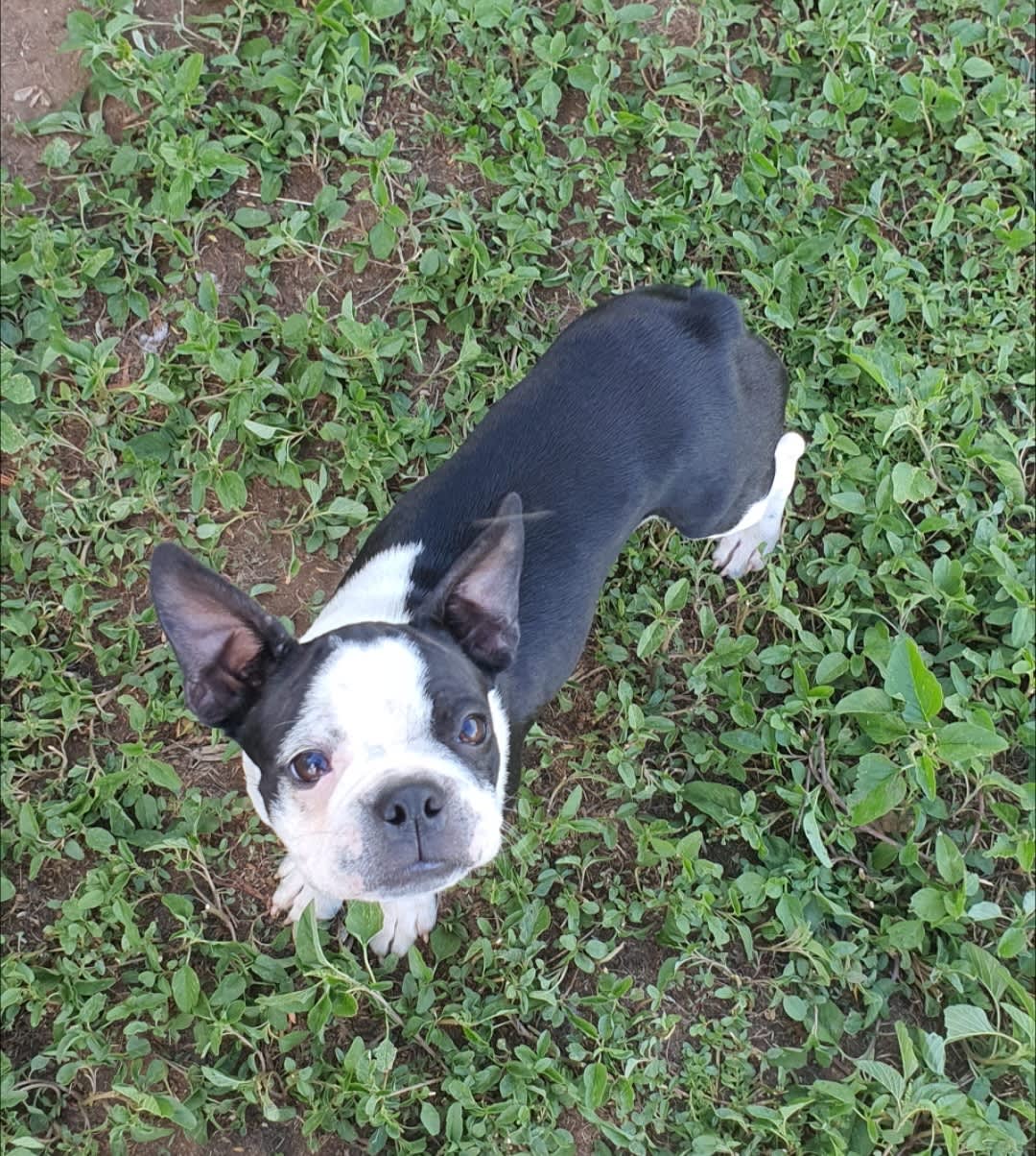 Boston discount terrier gumtree