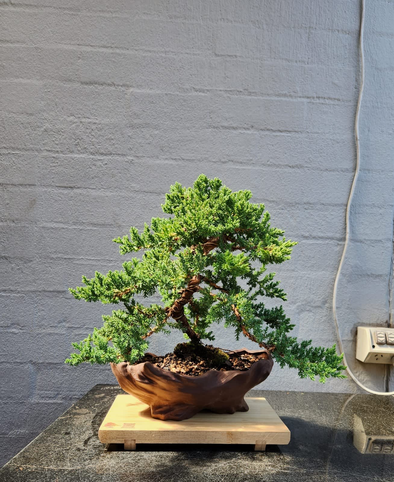 Juniper Bonsai Tree Land/Water Pot - Small (Juniper Procumbens nana)