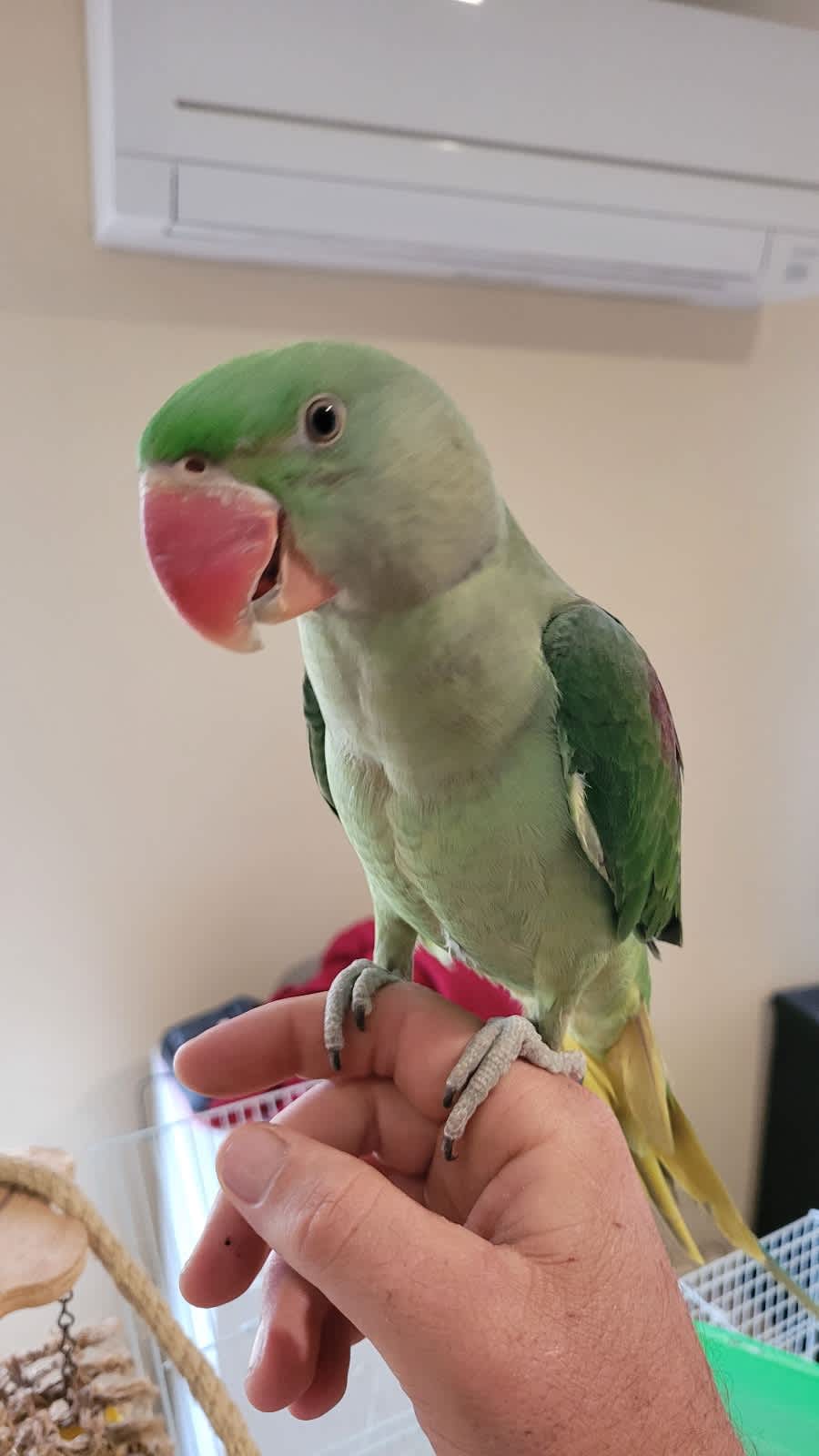 Alexandrine parrot on sale for sale