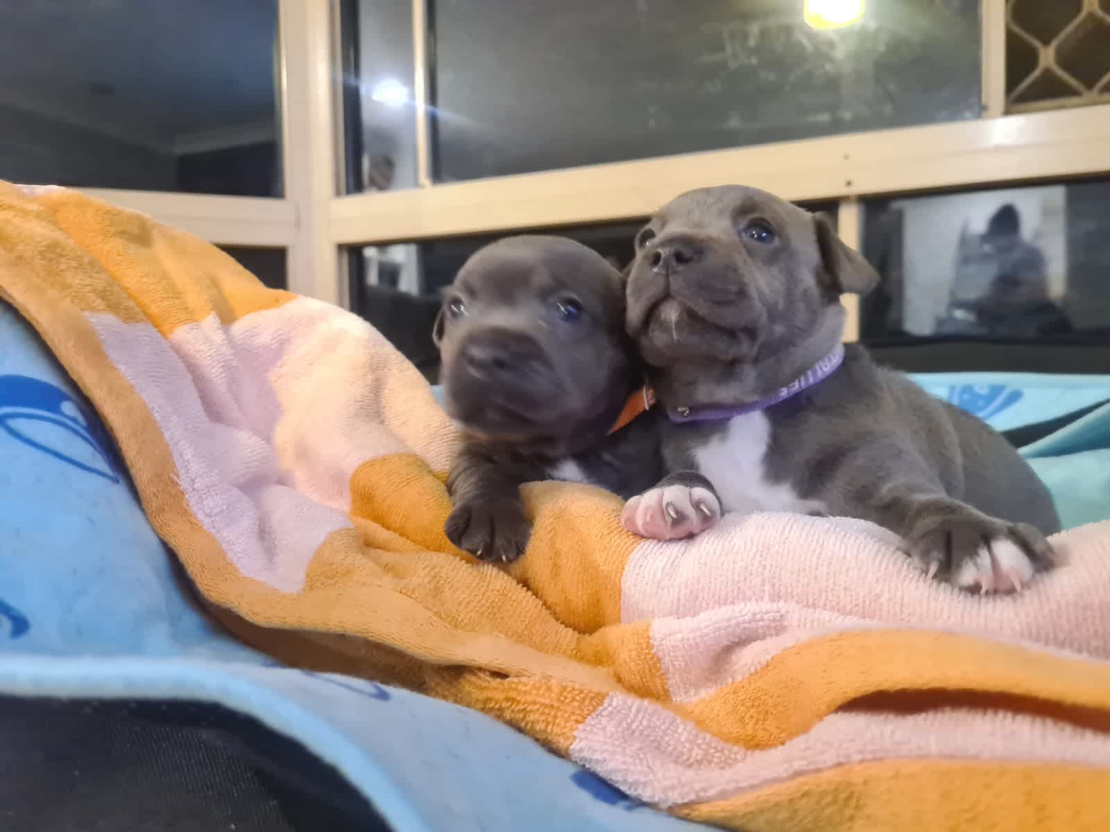 Blue store staffy gumtree