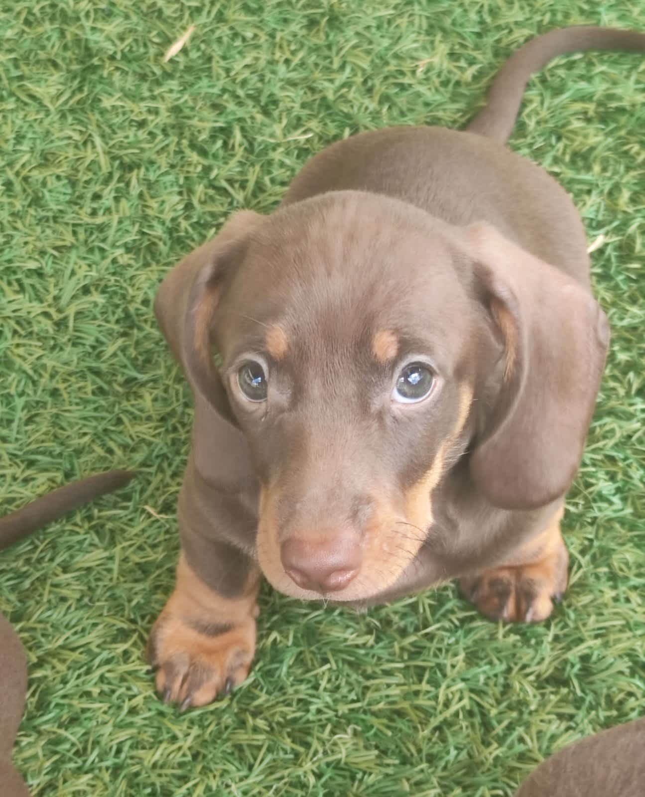 Dachshunds for sale on hot sale gumtree