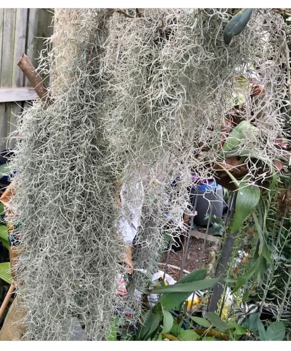 spanish moss in Sydney Region, NSW, Plants