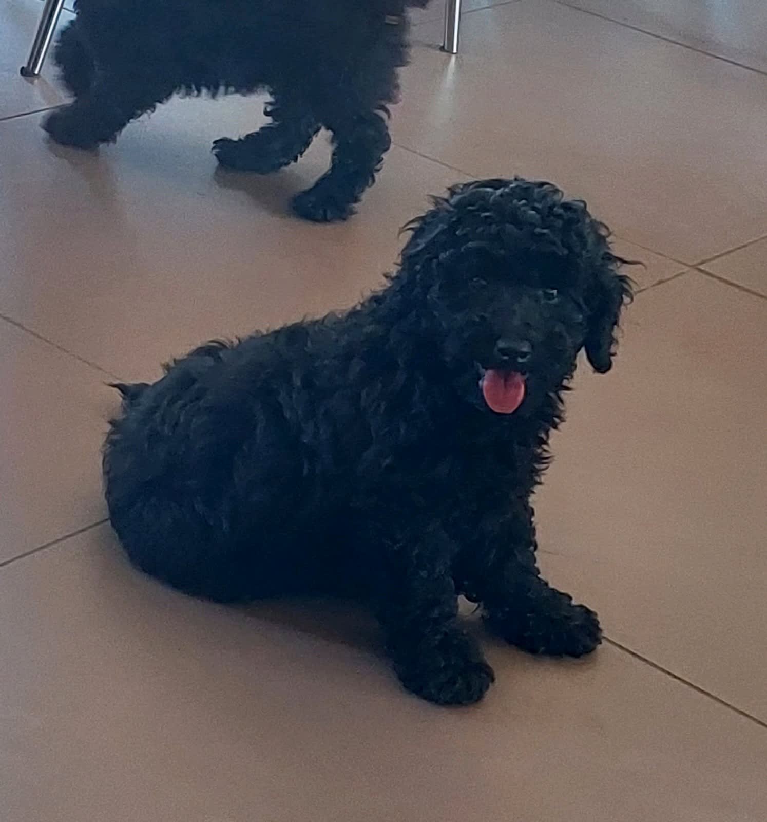 Puppies For Sale in Sydney, NSW | Dogs | Gumtree Australia
