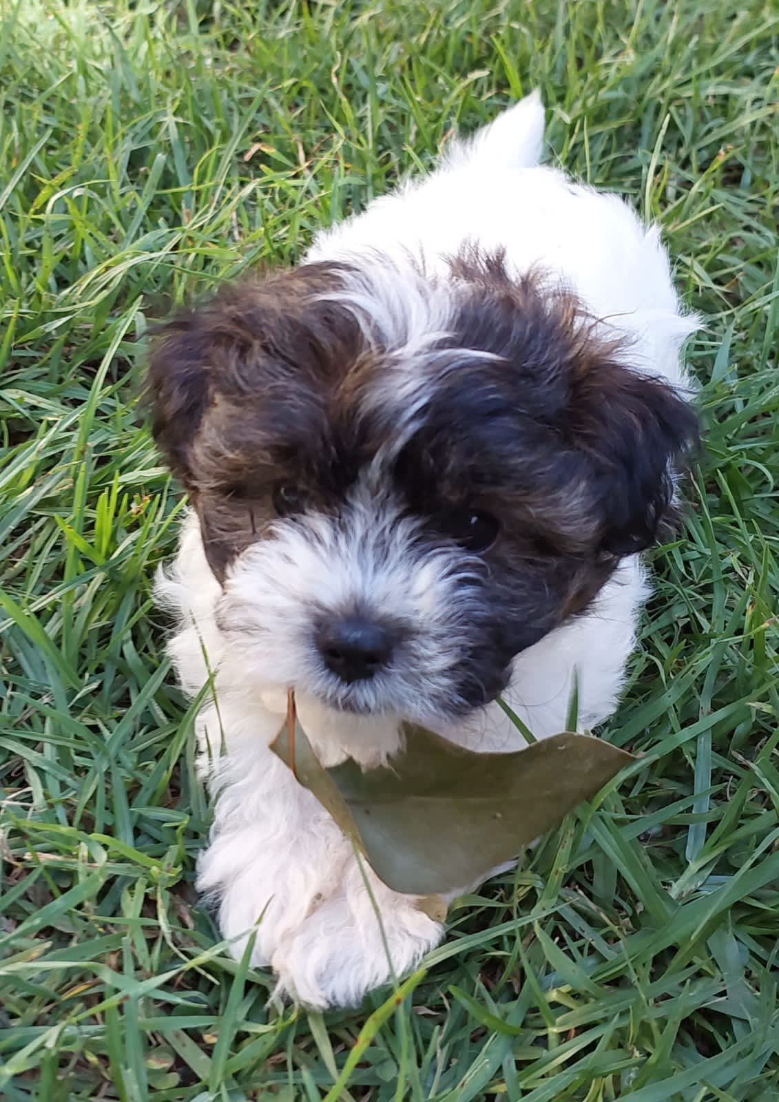 shichon puppies for sale gumtree