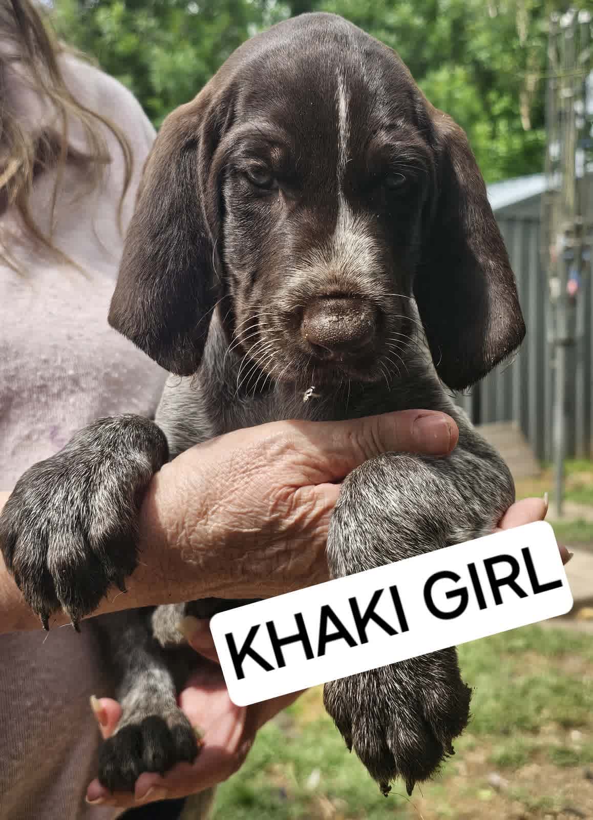 German fashion shorthaired pointer puppies for gumtree